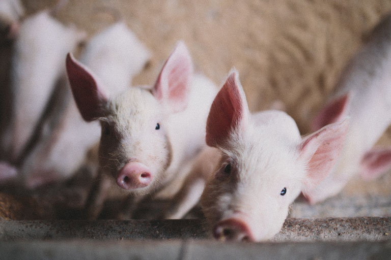 Animal feed & Nutritions